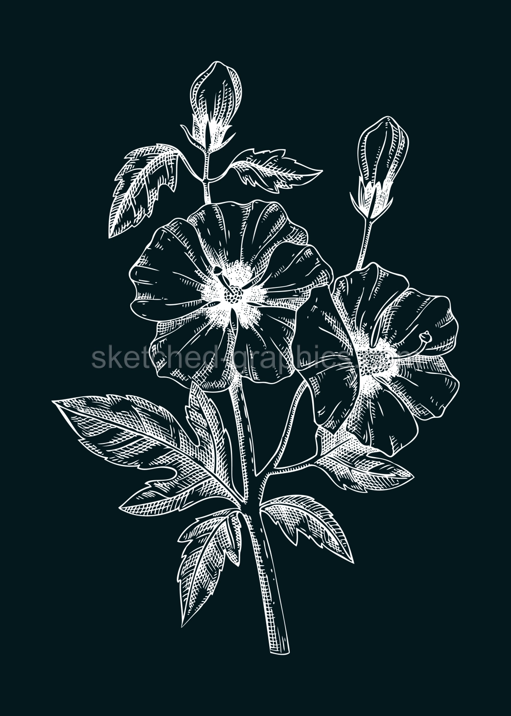 Rose of Sharon vector illustration. Hand-drawn summer flower sketch. Hibiscus drawing on chalkboard. Malva flowering plant. Floral design element in engraved style Illustration